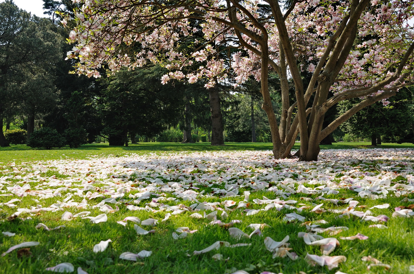 Magnolienblüten.park.schönbrunn 2009